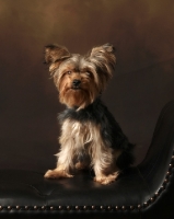Picture of Yorkshire Terrier in studio, on sofa