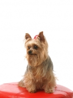 Picture of Yorkshire Terrier in studio, on red stool