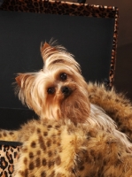 Picture of Yorkshire Terrier in suitcase