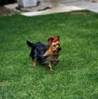 Picture of yorkshire terrier in wind