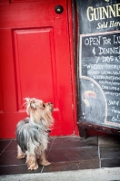 Picture of Yorkshire Terrier looking at blackboard
