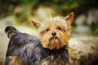 Picture of Yorkshire Terrier looking at camera