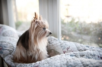 Picture of yorkshire terrier looking out window