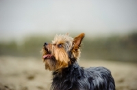 Picture of Yorkshire Terrier looking up
