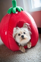 Picture of yorkshire terrier lying in strawberry-shaped dog bed