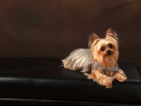 Picture of Yorkshire Terrier lying on brown background
