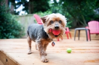 Picture of yorkshire terrier mix holding red ball in mouth