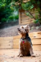 Picture of yorkshire terrier mix looking off to side