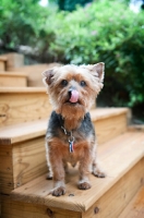 Picture of yorkshire terrier mix standing on stairs licking nose