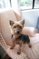 Picture of yorkshire terrier mix standing on orange and white chair