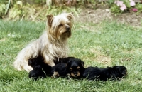 Picture of yorkshire terrier mother and her puppies