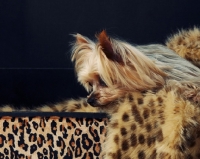 Picture of Yorkshire Terrier on animal printed fabric
