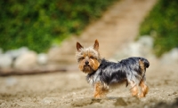 Picture of Yorkshire Terrier on beach front