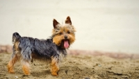Picture of Yorkshire Terrier on beach