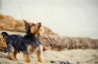 Picture of Yorkshire Terrier on beach