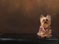 Picture of Yorkshire Terrier on brown background