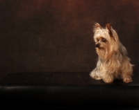 Picture of Yorkshire Terrier on brown background, space for type