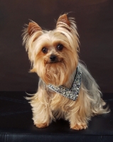 Picture of Yorkshire Terrier on brown background