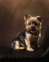 Picture of Yorkshire Terrier on chair