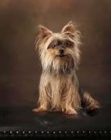Picture of Yorkshire Terrier on couch, in studio
