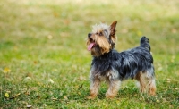 Picture of Yorkshire Terrier on grass