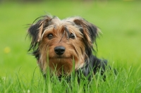 Picture of Yorkshire Terrier on grass