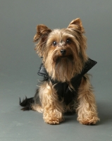 Picture of Yorkshire Terrier on gray background