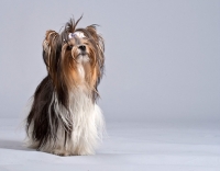 Picture of Yorkshire Terrier on grey background