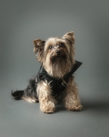 Picture of Yorkshire Terrier on grey background