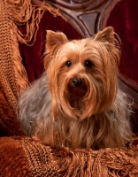 Picture of Yorkshire Terrier on sheet