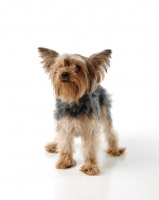Picture of Yorkshire Terrier on white background