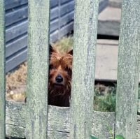 Picture of yorkshire terrier peering through fence