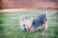 Picture of yorkshire terrier play bowing with toy in mouth
