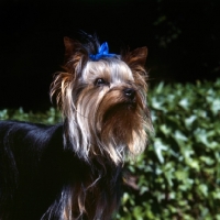 Picture of yorkshire terrier portrait