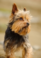 Picture of Yorkshire Terrier portrait