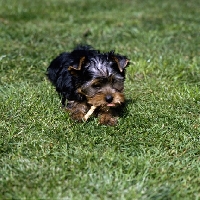 Picture of yorkshire terrier pup with a dog chew