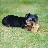 Picture of yorkshire terrier pup with a rawhide shoe