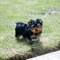 Picture of yorkshire terrier pup with bow in  mouth