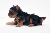 Picture of Yorkshire Terrier puppy lying down on white background