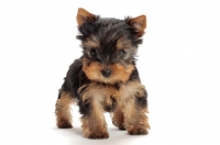 Picture of Yorkshire Terrier puppy on white background