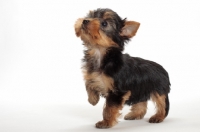 Picture of Yorkshire Terrier puppy on white background