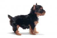 Picture of Yorkshire Terrier puppy posed on white background