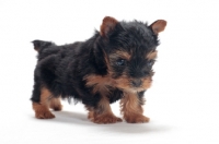 Picture of Yorkshire Terrier puppy standing on white background