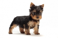 Picture of Yorkshire Terrier puppy standing on white background