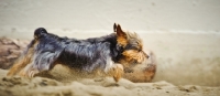 Picture of Yorkshire Terrier running on beach