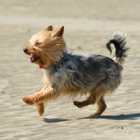 Picture of yorkshire terrier running on beach, full body, undocked