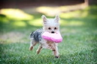 Picture of yorkshire terrier running with toy in mouth