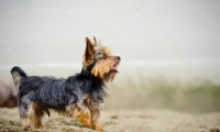 Picture of Yorkshire Terrier, side view, standing on beach