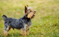 Picture of Yorkshire Terrier side view