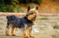 Picture of Yorkshire Terrier side view